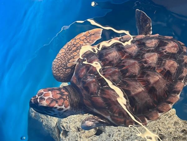 loggerhead turtles released off Ningaloo after rehabilitation at Naragebup - Rockingham Regional Environment Centre