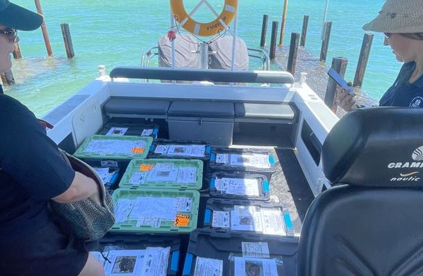 loggerhead turtles released off Ningaloo after rehabilitation at Naragebup - Rockingham Regional Environment Centre