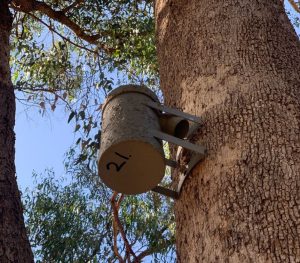 A Phascogale nesting tube on a tree branch