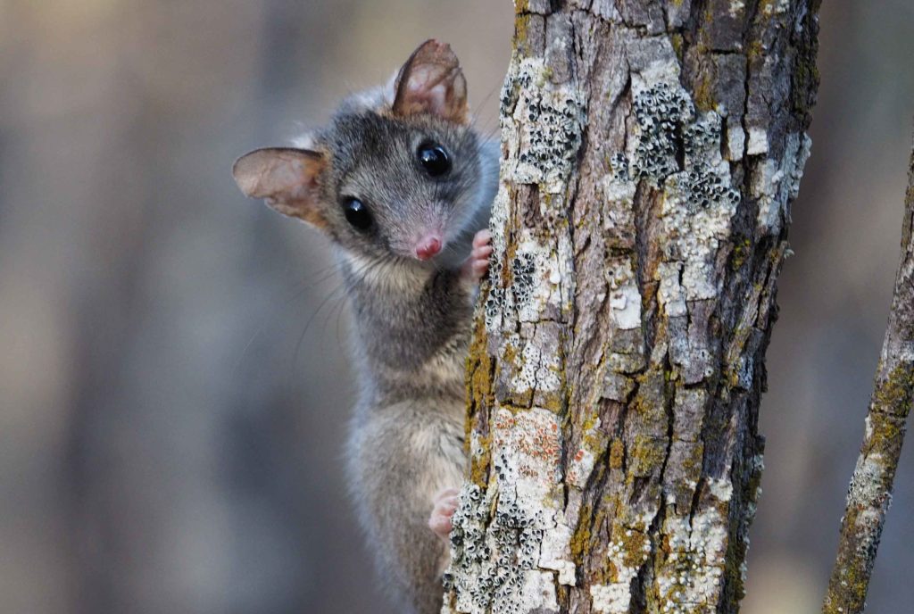 Phascogale on a tree branch